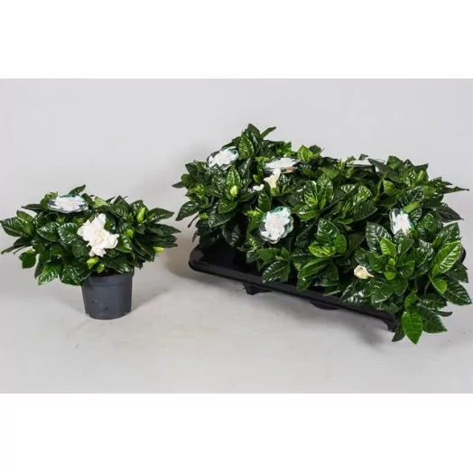 GARDENIA jasminoides D13 x8 Jasmin du Cap