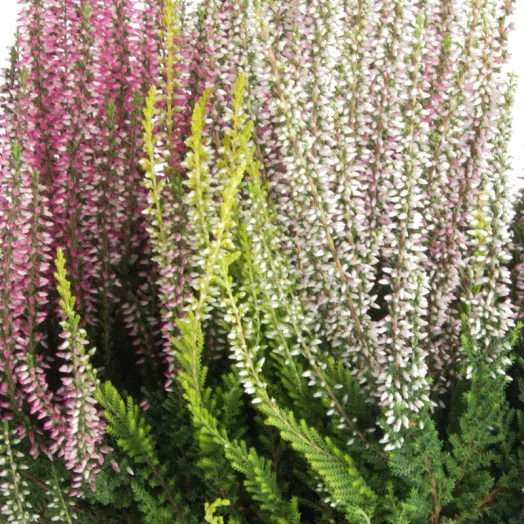 CALLUNA vulgaris D17X6 Beauty Ladies QUATTRO