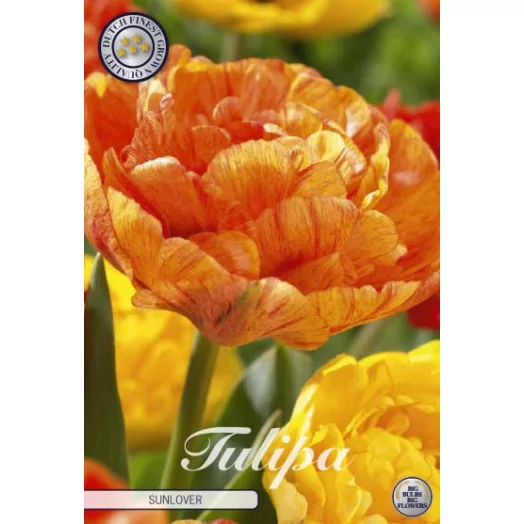BULBE TULIPA x 12+ SACHET DE 25 Sunlover