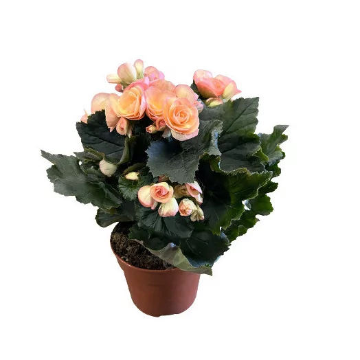 BEGONIA elatior D14 P X6 Double Hailey Sunset