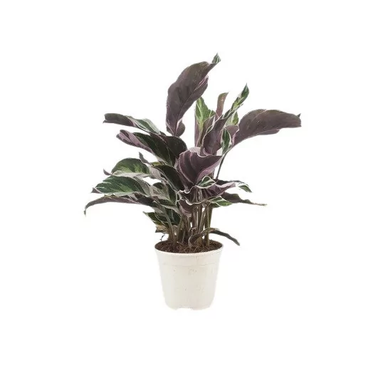 CALATHEA makoyana D12 X8