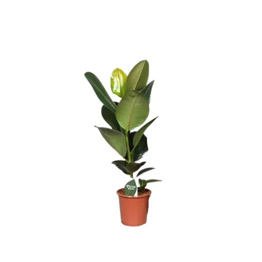 FICUS elastica D17 x6 Robusta