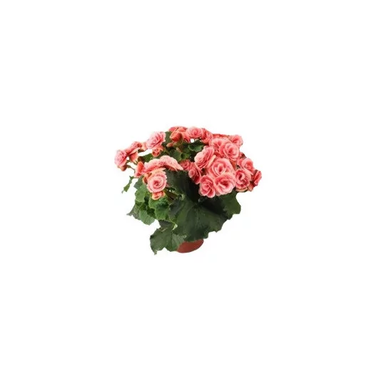 BEGONIA elatior D14 P X6 Borias