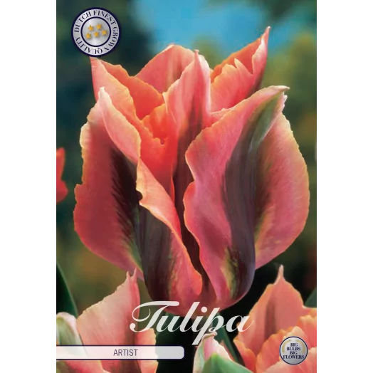 BULBE TULIPA viridiflora 12+ SACHET DE 25 Artist