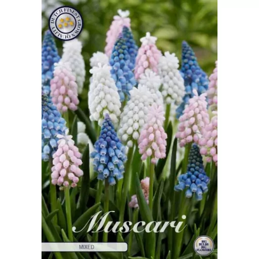 BULBE MUSCARI x 8-9 SACHET DE 25 MIX