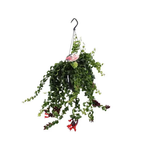 AESCHYNANTHUS hybride D15 P Bluster