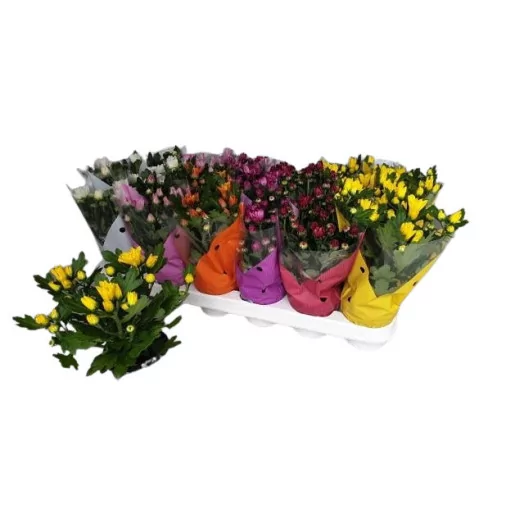 CHRYSANTHEMUM ind MULTI D09 x18 MIX