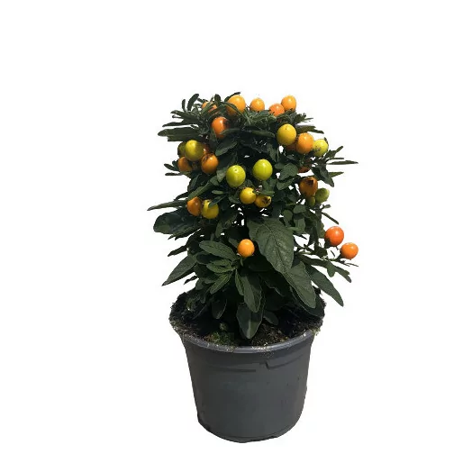 SOLANUM pseudocapsicum D12 X10 Pommier d'amour