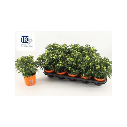 SOLANUM pseudocapsicum D12 X10 Pommier d'amour