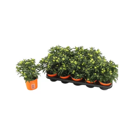 SOLANUM pseudocapsicum D12 X10 Pommier d'amour