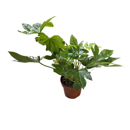 FATSIA japonica D12 X10