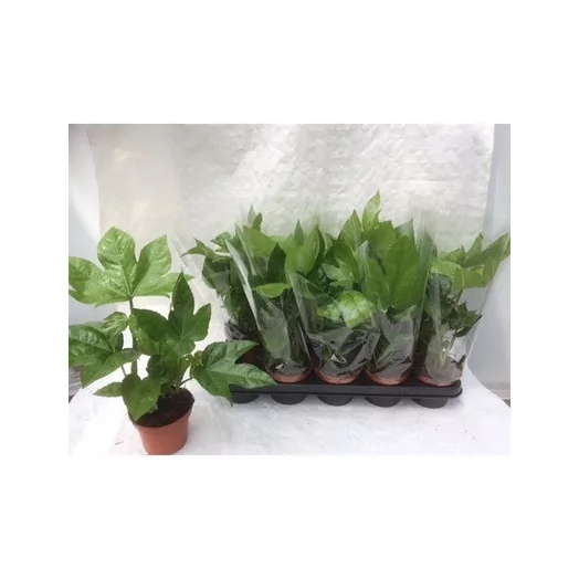 FATSIA japonica D12 X10