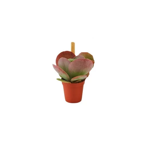 MINI KALANCHOE thyrsiflora D06 P X20