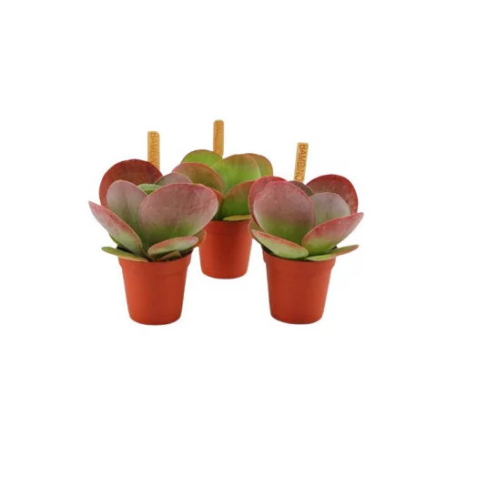 MINI KALANCHOE thyrsiflora D06 P X20