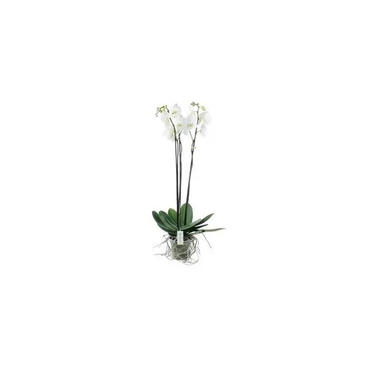 PHALAENOPSIS hybride D17 3BR P Fortuno