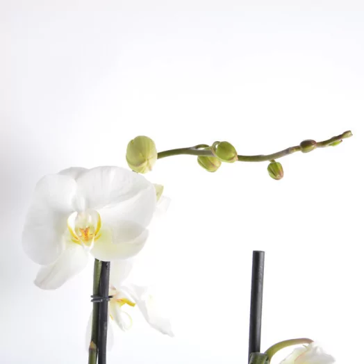 PHALAENOPSIS hybride D17 3BR P Fortuno
