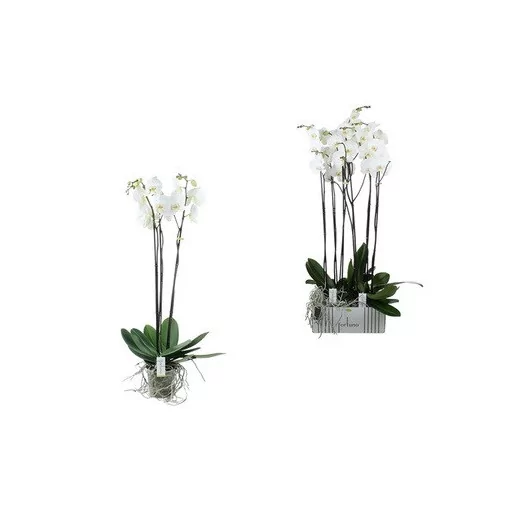 PHALAENOPSIS hybride D17 3BR P Fortuno