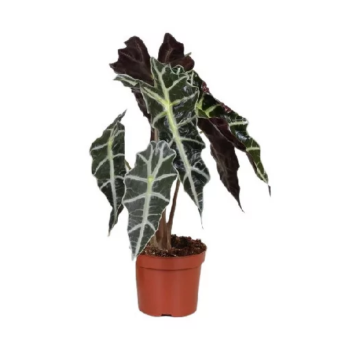 ALOCASIA amazonica D12 X10 Polly Oreille d elephant