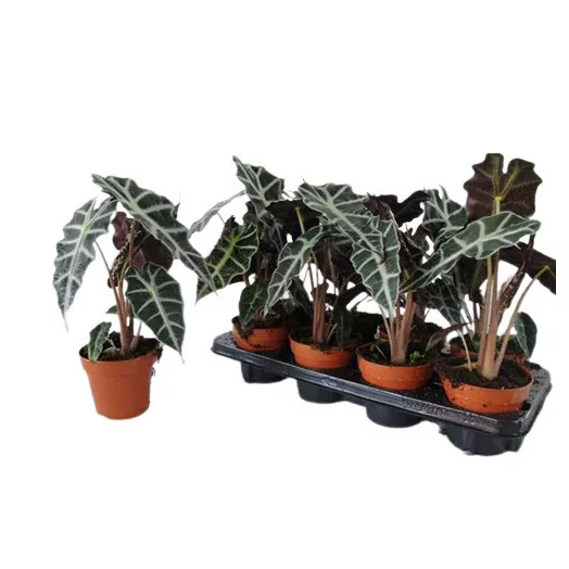 ALOCASIA amazonica D12 X10 Polly Oreille d elephant