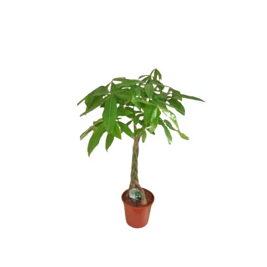 PACHIRA aquatica D21 P TRESSE 90-100CM