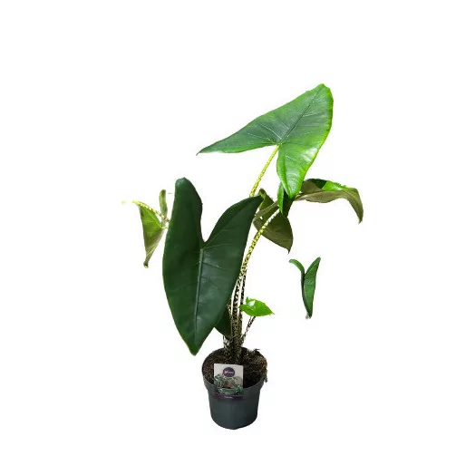 ALOCASIA zebrina D19 X3 80CM