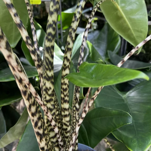 ALOCASIA zebrina D19 X3 80CM
