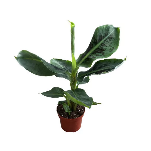 MUSA acuminata D12 X8 Tropicana