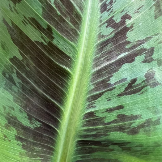 MUSA acuminata D12 X8 Tropicana