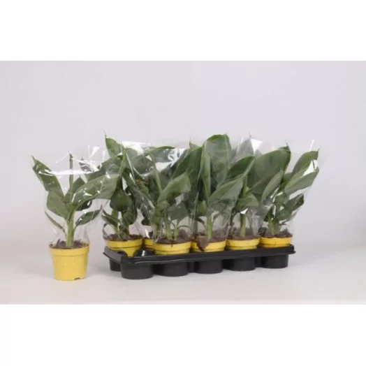 MUSA acuminata D12 X8 Tropicana