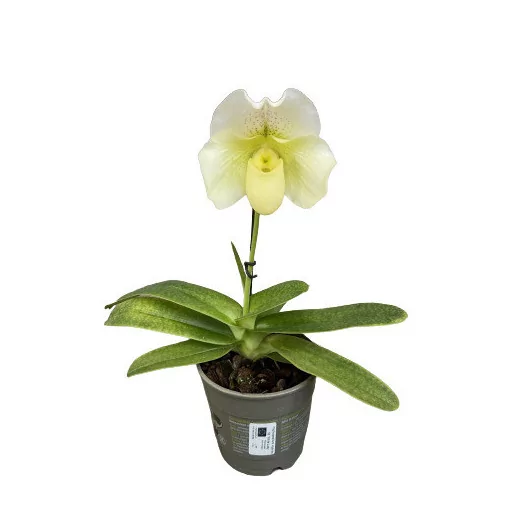 PAPHIOPEDILUM hybride D12 1BR P x6 BLANC