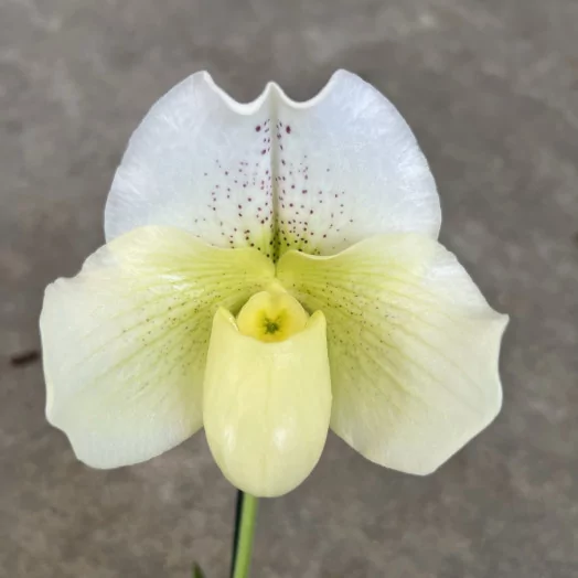 PAPHIOPEDILUM hybride D12 1BR P x6 BLANC