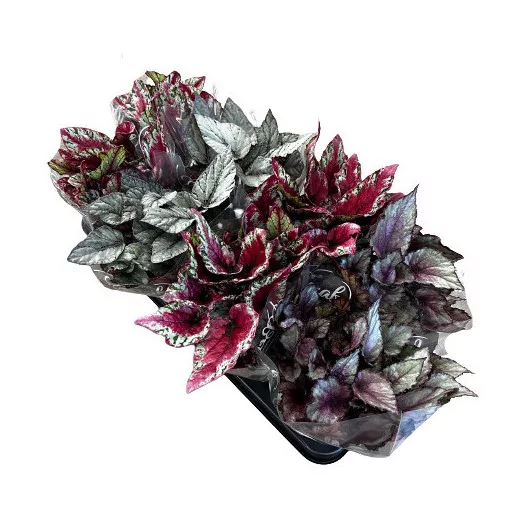 BEGONIA rex D12 X10 Beleaf mix