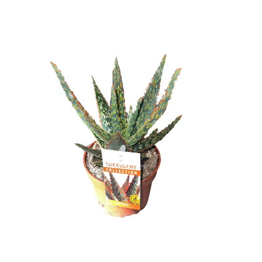 ALOE hybride D10 P x8 Dannyz