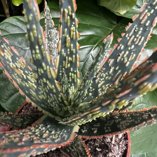 ALOE hybride D10 P x8 Dannyz