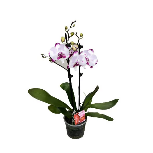 PHALAENOPSIS hybride D12 2BR P x10 PINK RIBBON ROSE