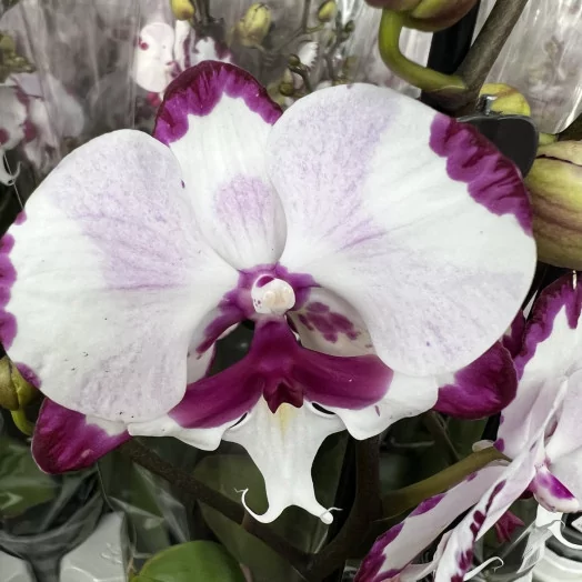 PHALAENOPSIS hybride D12 2BR P x10 PINK RIBBON ROSE
