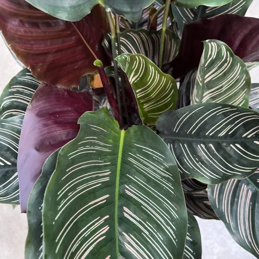 CALATHEA sanderiana D24 80-90CM