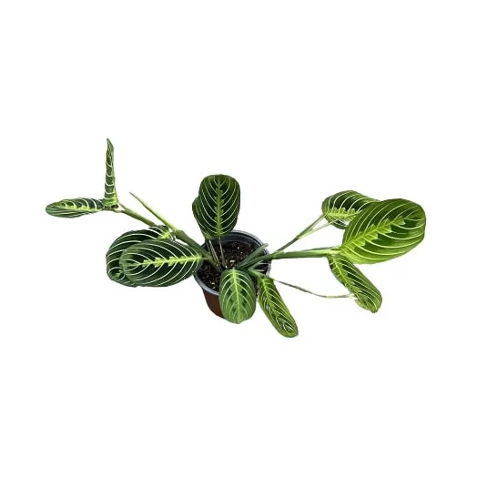 MARANTA leuconeura D12 P X10 Lemon Lime