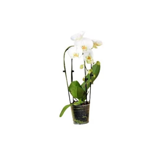 PHALAENOPSIS hybride D12 2BR X6 CASCADE BLANC