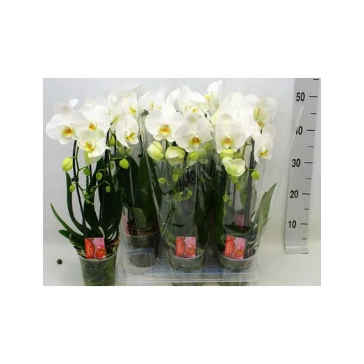 PHALAENOPSIS hybride D12 2BR X6 CASCADE BLANC