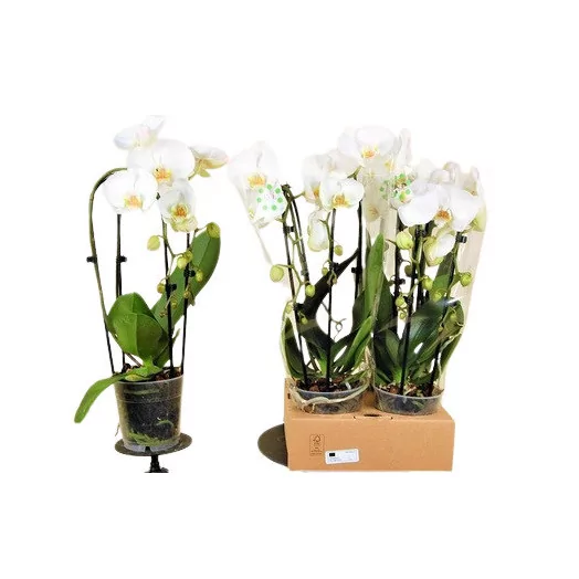 PHALAENOPSIS hybride D12 2BR X6 CASCADE BLANC