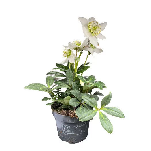 HELLEBORUS niger D12 x10 Happy Day