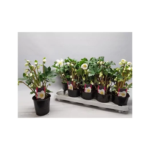 HELLEBORUS niger D12 x10 Happy Day