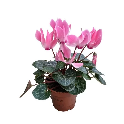 CYCLAMEN persicum D13 X6 Midi Super Serie