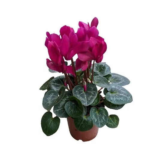 CYCLAMEN persicum D13 X6 Midi Super Serie