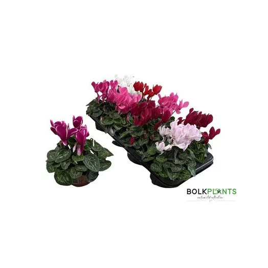 CYCLAMEN persicum D13 X6 Midi Super Serie
