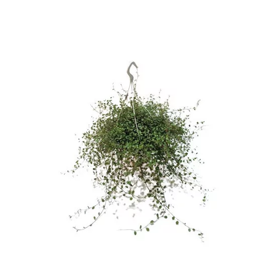 MUEHLENBECKIA complexa D22 SUSPENSION Maori