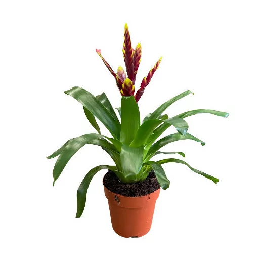 VRIESEA hybride D12 X10 MIX