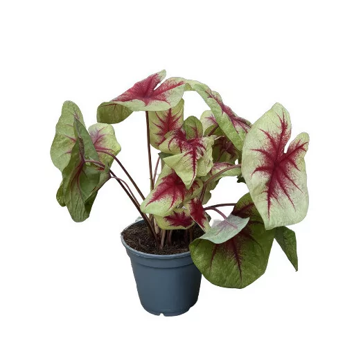 CALADIUM hybride D17 P MIX