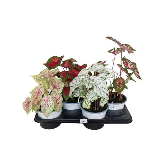 CALADIUM hybride D17 P MIX